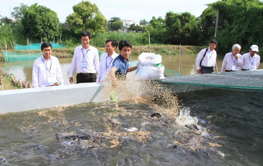 Cách chọn và kỹ thuật nuôi cá tra con - Trại cá Giống Năm Đắc