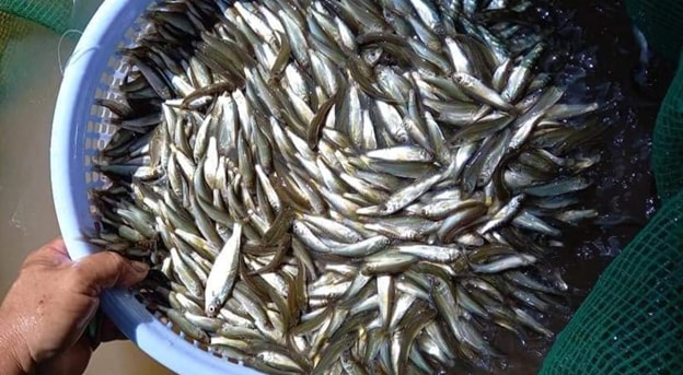 Hình ảnh cá linh non đầu mùa tại miền Tây